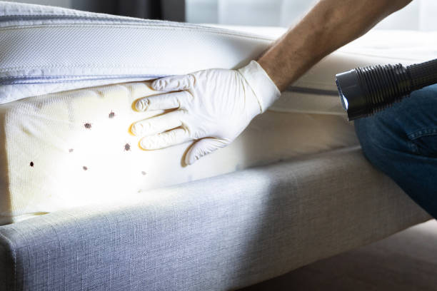 Best Pest Control for Homes  in Edgewood, WA