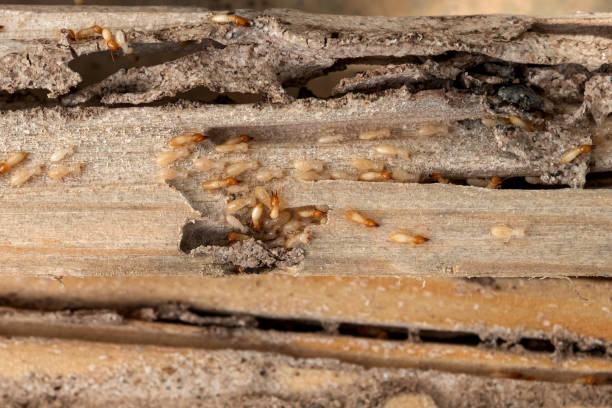 Best Residential Pest Control  in Edgewood, WA
